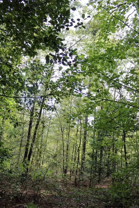 tbd Polk 151, Hatfield, AR 71945 photo 12