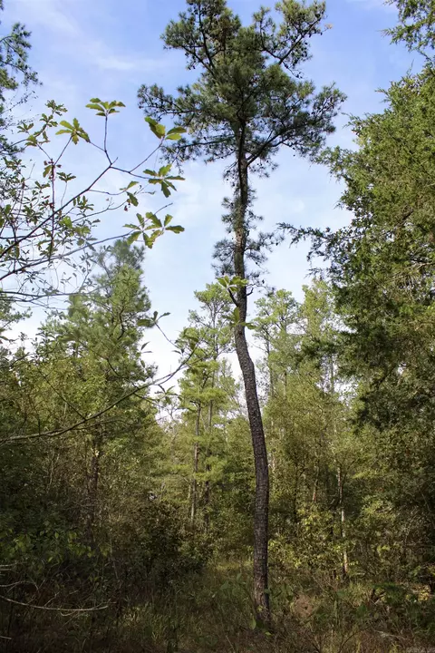 tbd Polk 151, Hatfield, AR 71945 photo 7