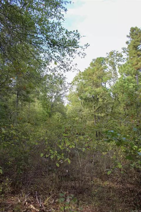 tbd Polk 151, Hatfield, AR 71945 photo 11