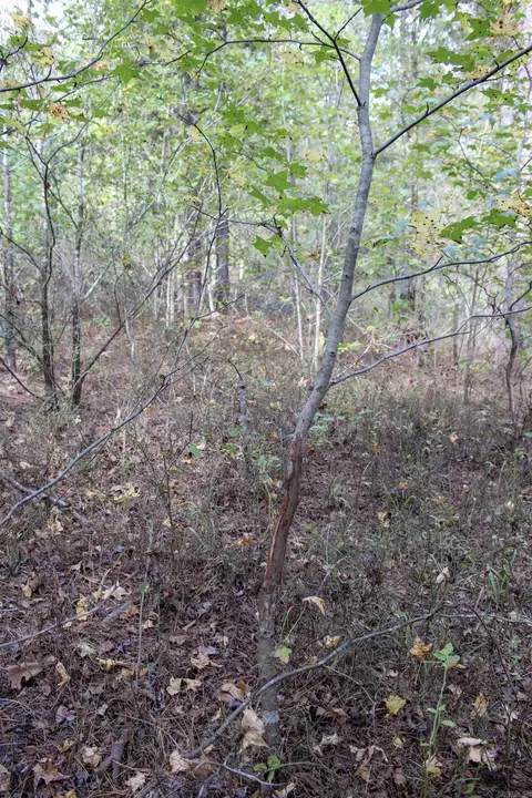 tbd Polk 151, Hatfield, AR 71945 photo 10