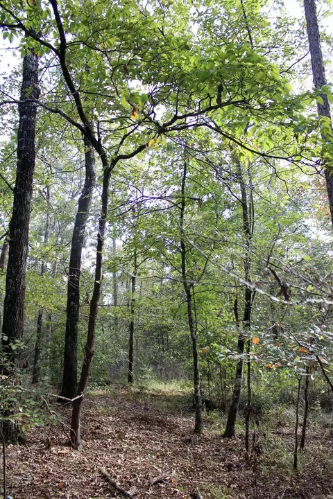 tbd Polk 151, Hatfield, AR 71945 photo 5