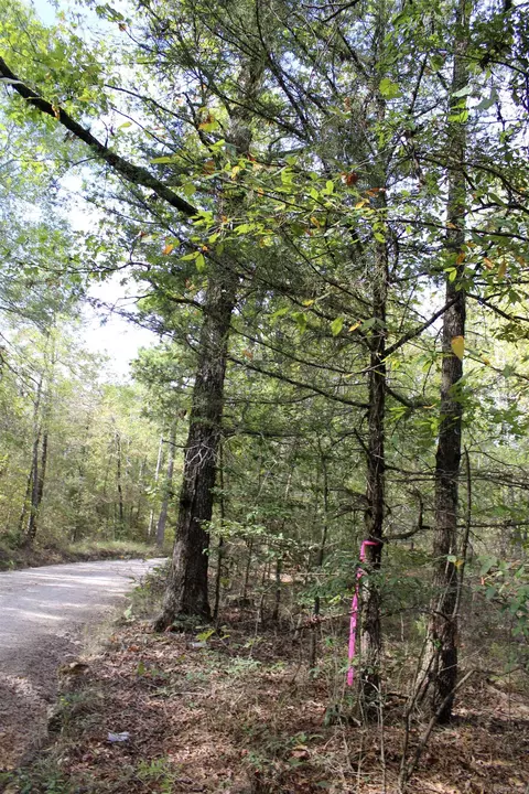 tbd Polk 151, Hatfield, AR 71945 photo 4