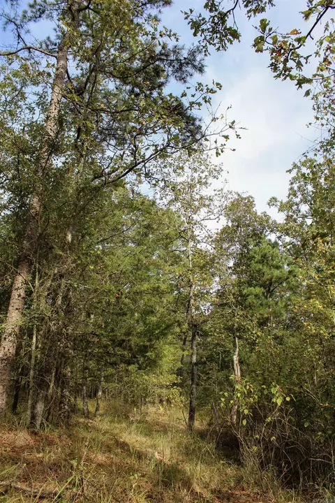 tbd Polk 151, Hatfield, AR 71945 photo 6