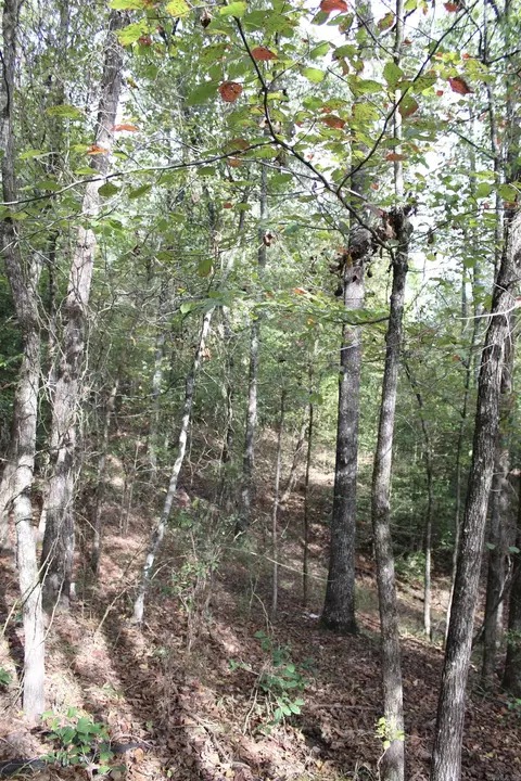 tbd Polk 151, Hatfield, AR 71945 photo 14