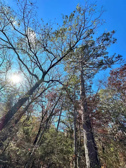 0 Peaceful Valley Rd, Dover, AR 72837 photo 16