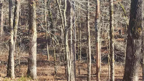 258 Wade Rd, Norman, AR 71960 photo 12
