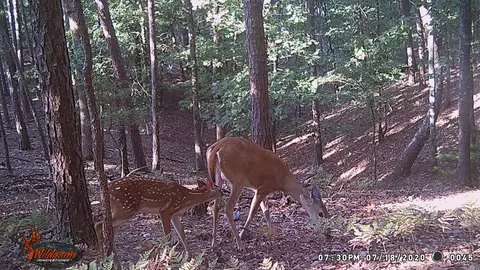 Other - 127 Lark Ln, Mena, AR 71953 photo 18 of 22
