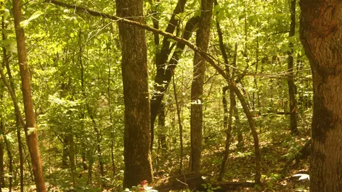 lot4 Booth Creek Rd, Williford, AR 72482