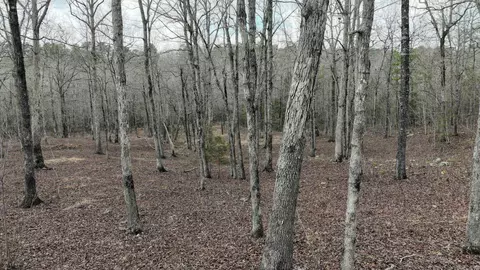 tbd Dogwood Springs Ln, Mena, AR 71953