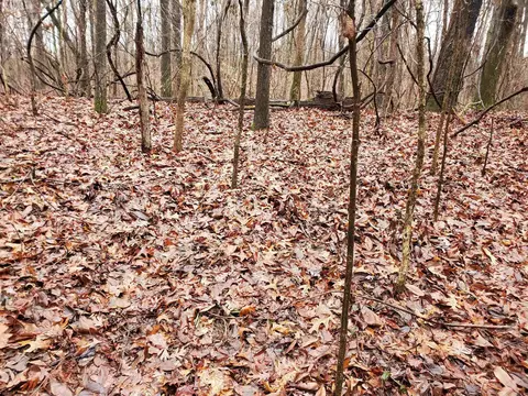 331 Us 62, Pollard, AR 72454 photo 16