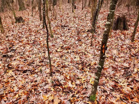 331 Us 62, Pollard, AR 72454 photo 18