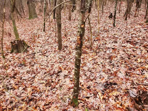 331 Us 62, Pollard, AR 72454 photo 19