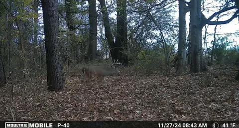 331 Us 62, Pollard, AR 72454 photo 23