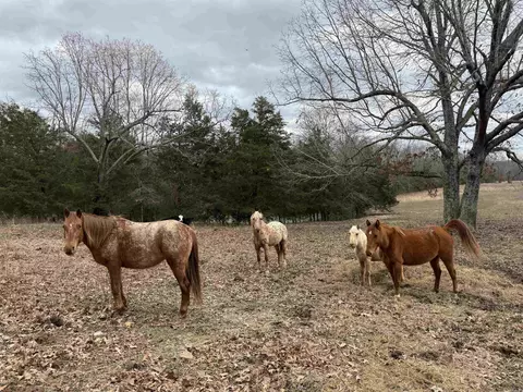 177 Highway 58 # A, Williford, AR 72482 photo 7