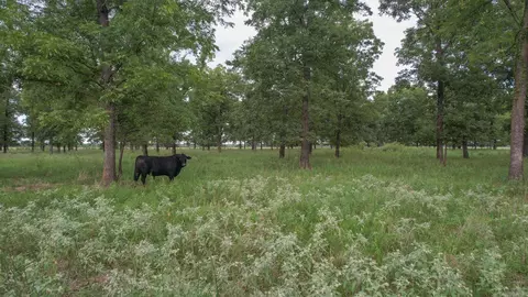 tbd Lr 21, Ashdown, AR 71822 photo 11