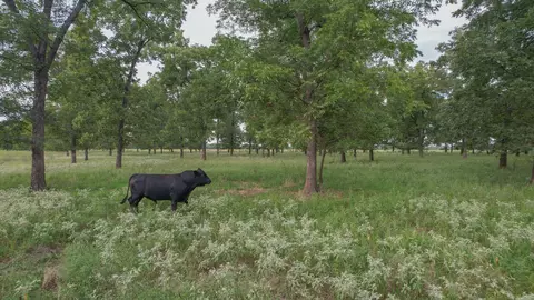 tbd Lr 21, Ashdown, AR 71822 photo 33