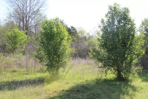 Albert Pike Road, Royal, AR 71968 photo 4