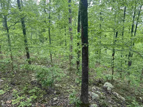 000 Holley Mtn Rd, Clinton, AR 72031 photo 15