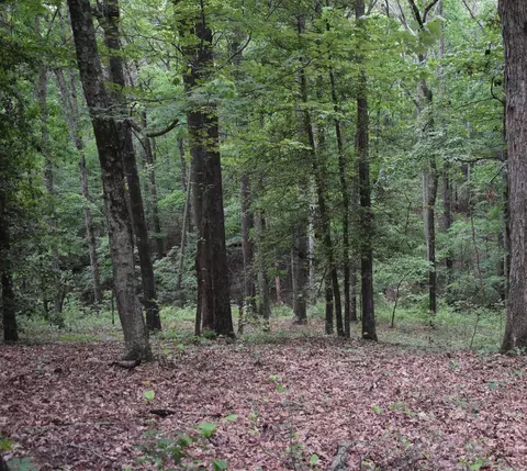 255 Mount Carmel Rd, Dierks, AR 71833 photo 20