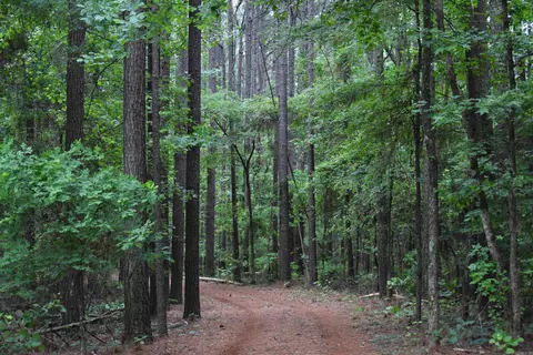 255 Mount Carmel Rd, Dierks, AR 71833 photo 18