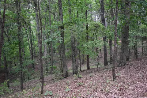 255 Mount Carmel Rd, Dierks, AR 71833 photo 19