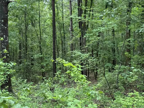 391 Angel, Amity, AR 71921 photo 20