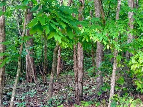 Lick Fork Drive, Mountain View, AR 72560 photo 4