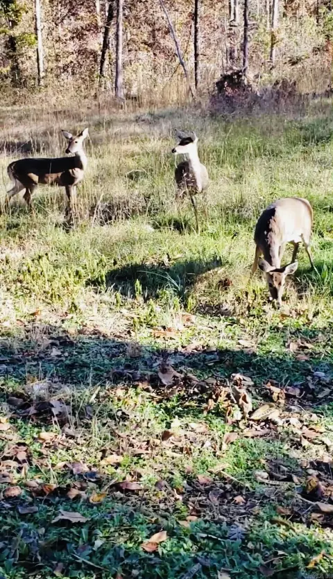 Other - 3227 Red Bluff Rd, Marshall, AR 72650 photo 2 of 5