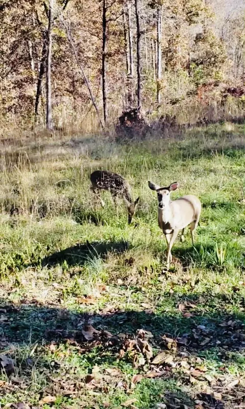 Other - 3227 Red Bluff Rd, Marshall, AR 72650 photo 4 of 5