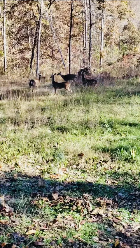 Other - 3227 Red Bluff Rd, Marshall, AR 72650 photo 3 of 5