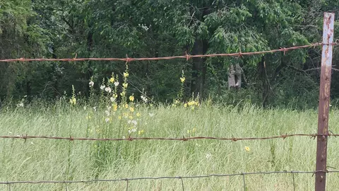 tbd Murphy Rd, Norman, AR 71960 photo 18