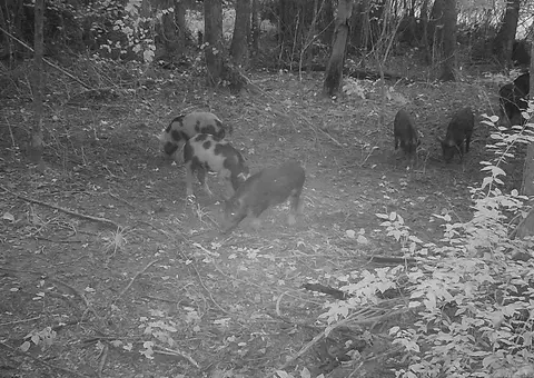 Rowell Rd, Rowell, AR 71665 photo 11