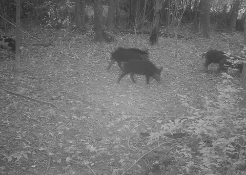 Rowell Rd, Rowell, AR 71665 photo 2