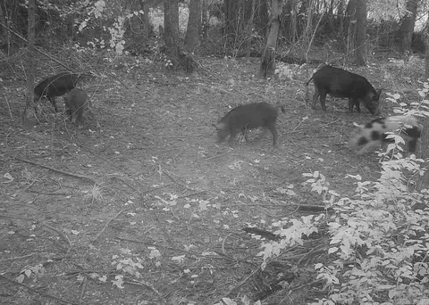 Rowell Rd, Rowell, AR 71665 photo 9