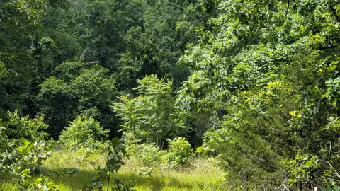 102 Basswood Ln, Horseshoe Bend, AR 72512