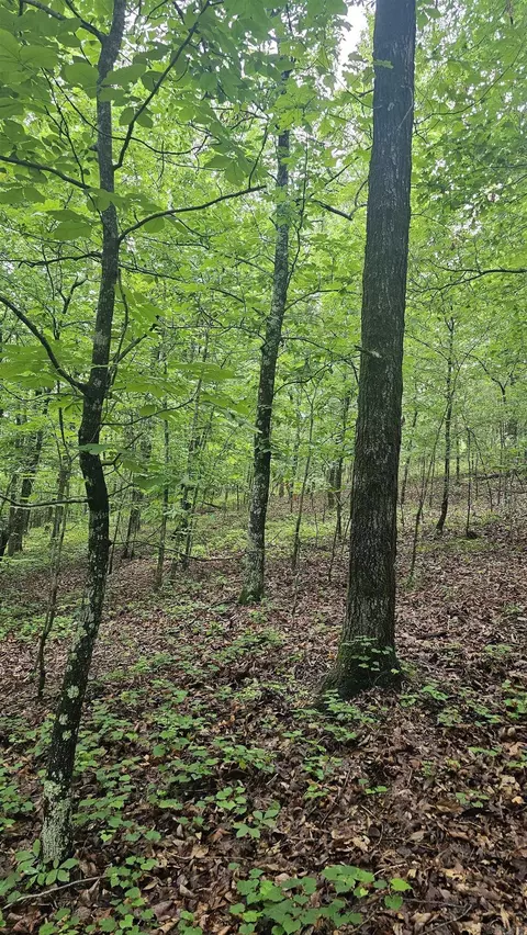 21 Bald Eagle, Paron, AR 72122 photo 3