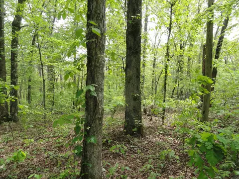 935 Standing Alone Rd, Leslie, AR 72645 photo 6
