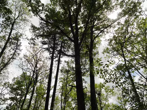 935 Standing Alone Rd, Leslie, AR 72645 photo 10
