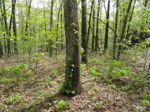 935 Standing Alone Rd, Leslie, AR 72645 photo 9