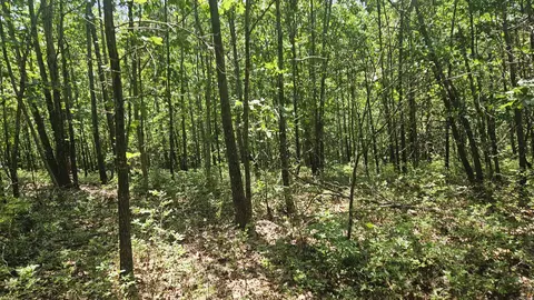 Mc 2084, Peel, AR 72668 photo 10