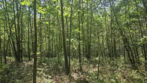 Mc 2084, Peel, AR 72668 photo 11