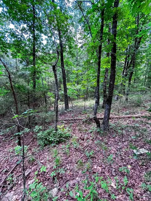 12018 Highway 254, Dennard, AR 72629 photo 9