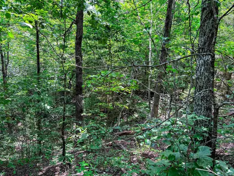 12018 Highway 254, Dennard, AR 72629 photo 10