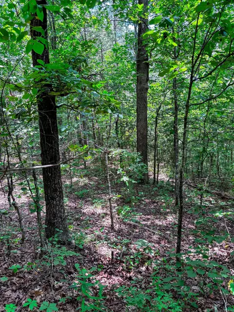 12018 Highway 254, Dennard, AR 72629 photo 8