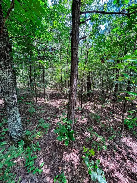 12018 Highway 254, Dennard, AR 72629 photo 13