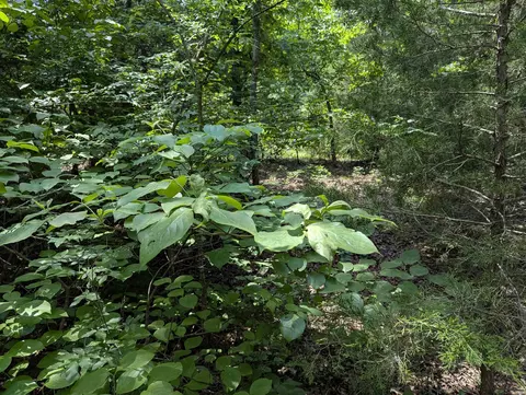tbd Ridgewood Ln, Salem, AR 72576