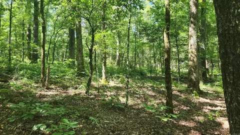 tbd Hickory Hill Ln, Mount Ida, AR 71957 photo 30