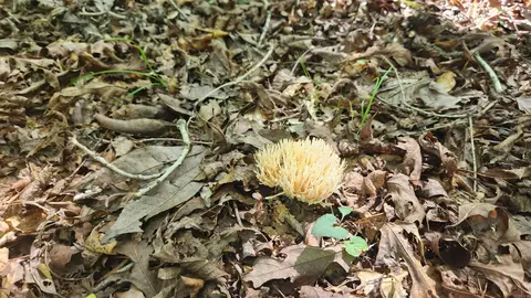 tbd Hickory Hill Ln, Mount Ida, AR 71957 photo 33