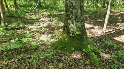 tbd Hickory Hill Ln, Mount Ida, AR 71957 photo 22