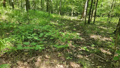 tbd Hickory Hill Ln, Mount Ida, AR 71957 photo 13